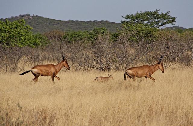 200 Ongava game reserve, little ongava, rode hartebeest met kleintje.JPG